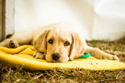 Close-up portrait of dog resting on yellow fabric