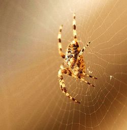 Close-up of spider
