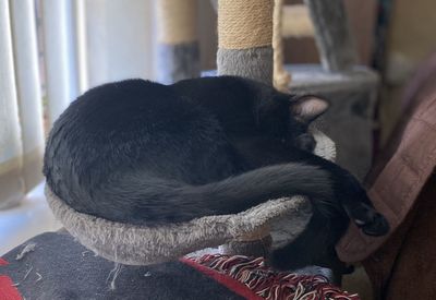 Close-up of a cat sleeping