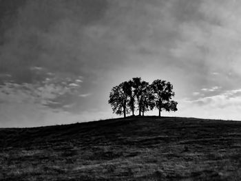 Trees on field against sky