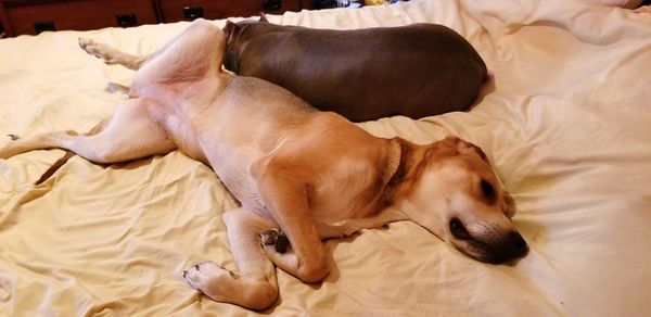 High angle view of dog sleeping on bed