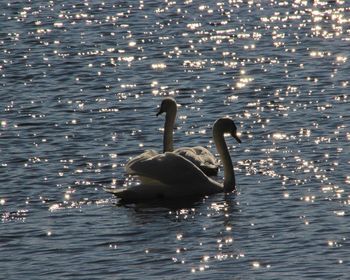 Swan swimming in lake