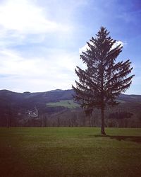 Tree on field against sky