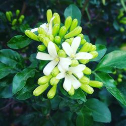 Close-up of wet flower blooming outdoors