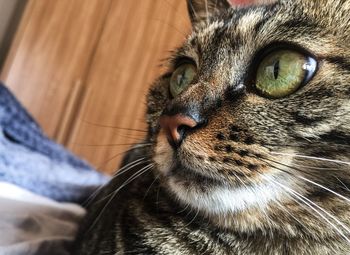 Close-up portrait of a cat