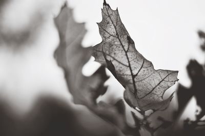 Close-up of dried leaf on tree