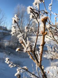 Close-up of frozen tree against sky