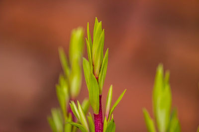 Close-up of plant growing outdoors