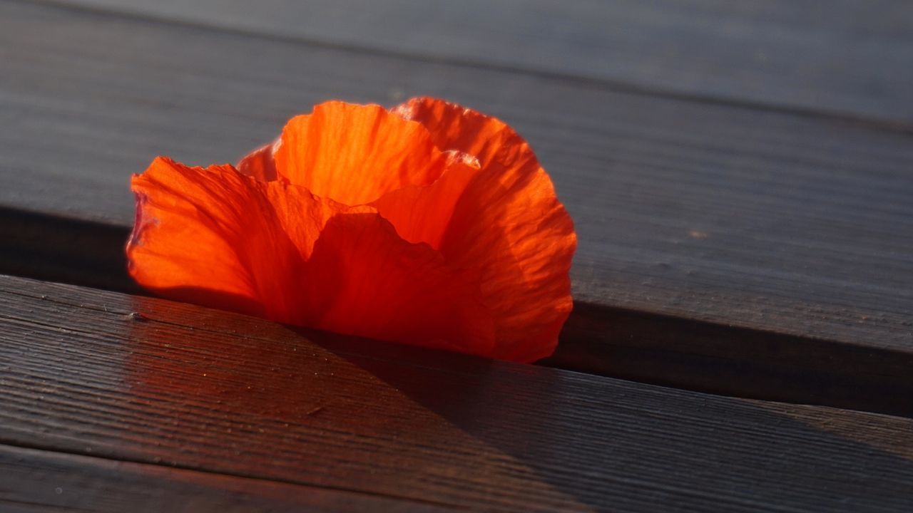 CLOSE-UP OF ORANGE LEAF ON TABLE