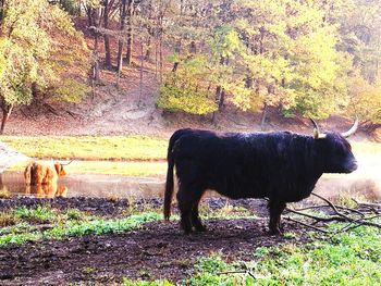 Cow standing on field against trees