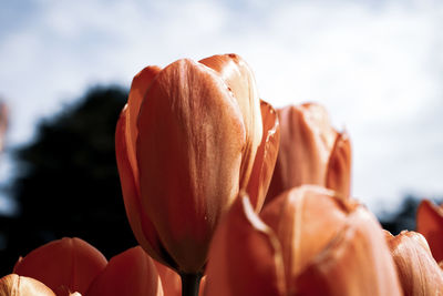 Springtime fresh tulip blooming