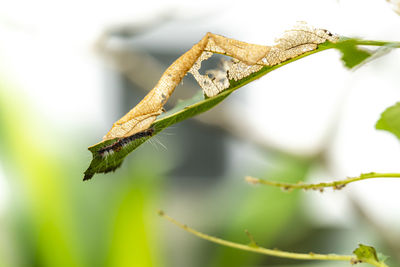 Close-up of plant