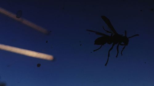 Close-up of insect on blue wall