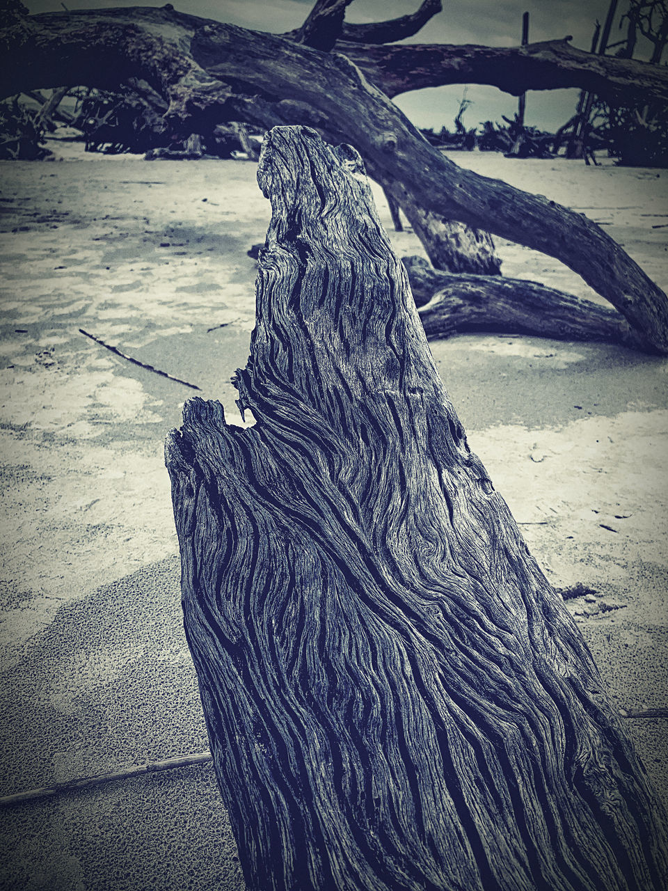 HIGH ANGLE VIEW OF DRIFTWOOD ON TREE TRUNK