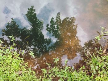 Reflection of trees in water