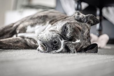 Close-up of a dog sleeping