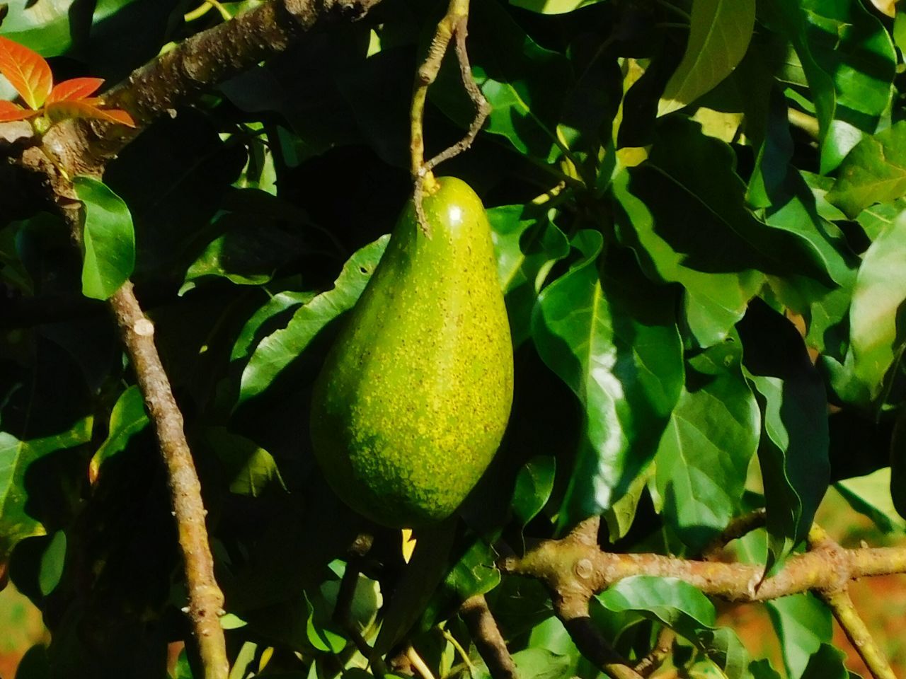 CLOSE-UP OF FRUIT GROWING ON PLANT