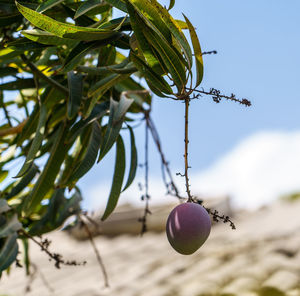 Close-up of mango growing on plant against sky
