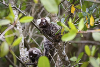 Close-up of monkey