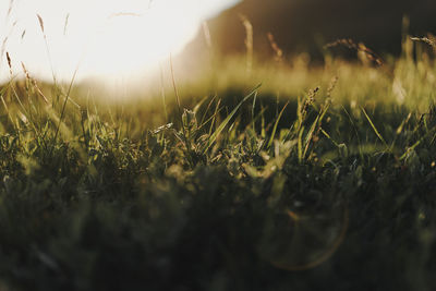 Close-up of grass growing in field