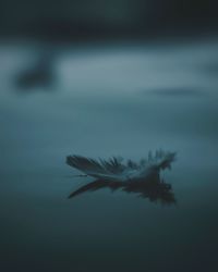 Close-up of feather on sea