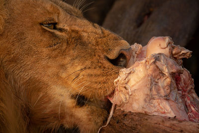 Close-up of male lion licking animal carcase