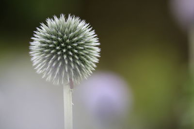 Close-up of dandelion