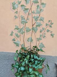 Close-up of potted plant against wall