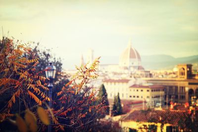 Close-up of tree branch with city seen in background