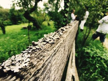 Close-up of tree trunk