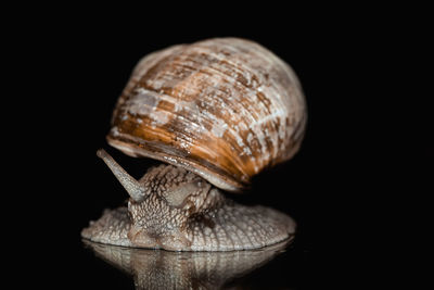 Close-up of snail against black background