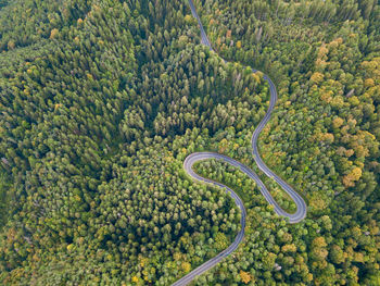 High angle view of plants growing on road