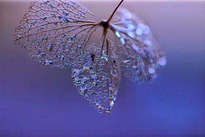 Close-up of wet wilted plant