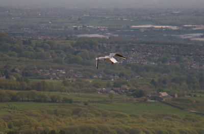 High angle view of bird flying over field