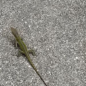 High angle view of insect on road