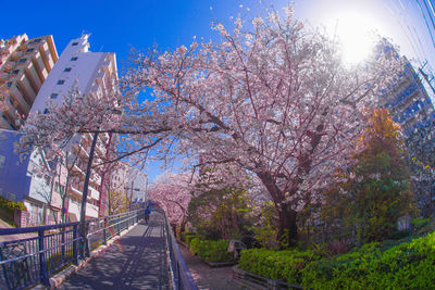 View of cherry blossom amidst trees during autumn