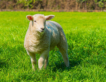 Close-up of a three week old lamb on green grass field in spring sunshine