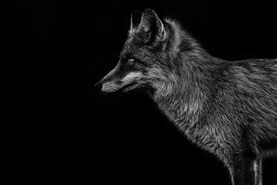 Side view of horse looking away against black background