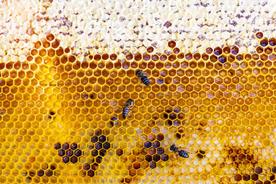 Close-up of bees