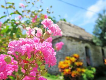 Close-up of pink flowers blooming outdoors