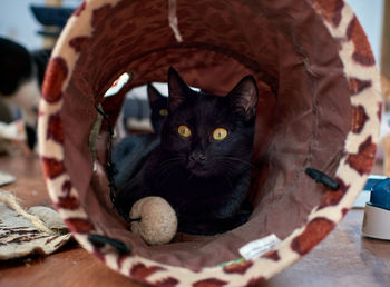 Close-up portrait of black cat at home