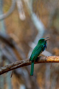 Blue-bearded bee-eater on the branch
