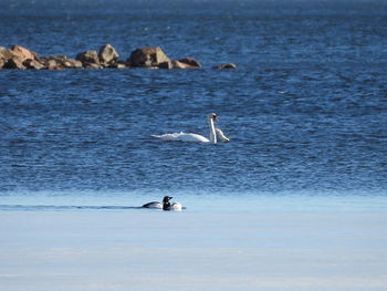 View of swans swimming in sea