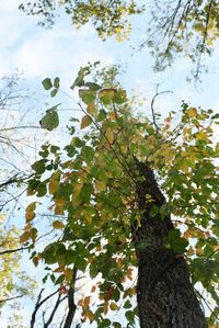 Low angle view of flowering tree against sky