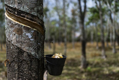 Close-up of food on tree trunk in forest