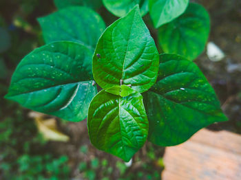 High angle view of plant leaves