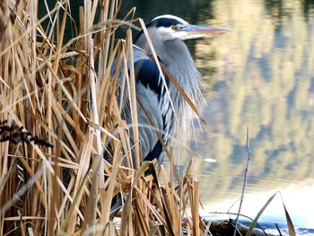 Close-up of heron perching on plant