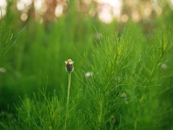 Close-up of green grass on field