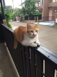 Portrait of cat sitting on railing
