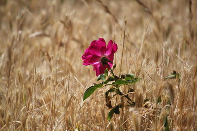 Close-up of pink flowering plants on land